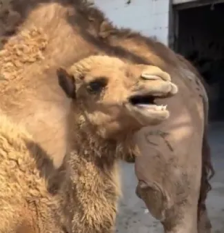 أردني في حديث لحوار قبل التضحية  بأمه - فيديو