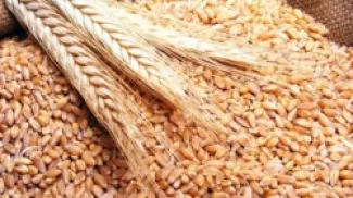 الصناعة والتجارة تطرح عطاء لشراء 100–120 ألف طن من القمح