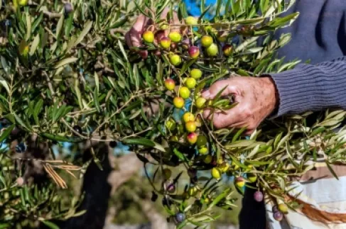 العوران : موسم الزيتون الحالي الأقل منذ 40 عاماً في الأردن