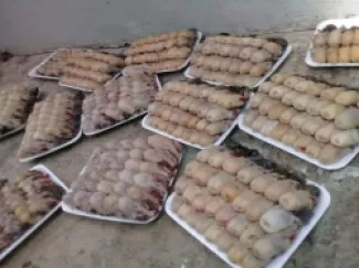 الأردن .. بدء موسم طبق عصفور التين المفيد للرجال - فيديو