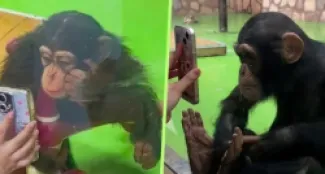 حديقة حيوان تصدر قراراً صارماً لحماية شمبانزي مهووس بمشاهدة الريلز